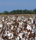 cotton
