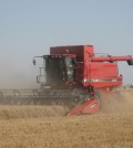 wheat-machine
