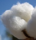 coton togo
