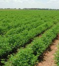green revolution